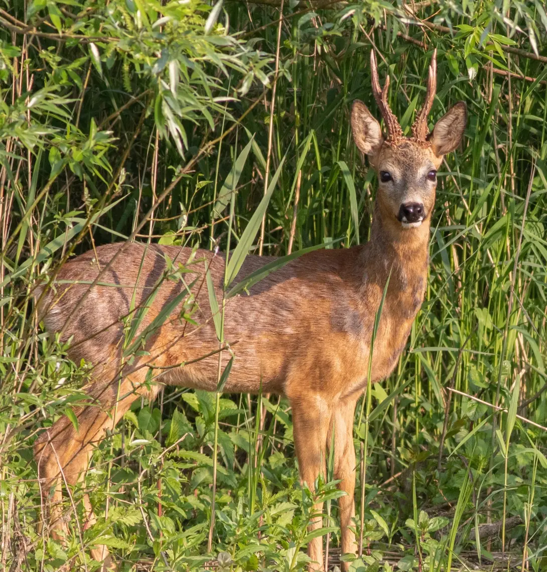 Ree in riet