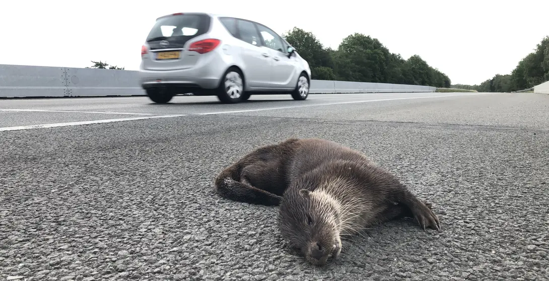 otter roadkill 2