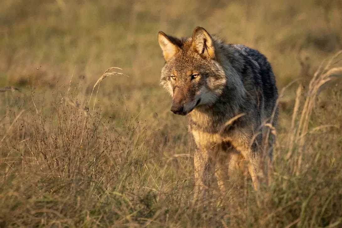 Wolf jaagt op muizen