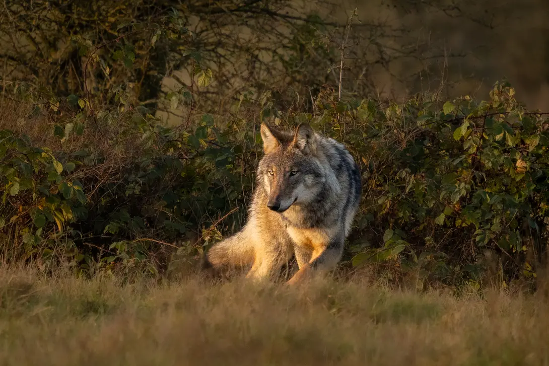Wolf jaagt op muizen