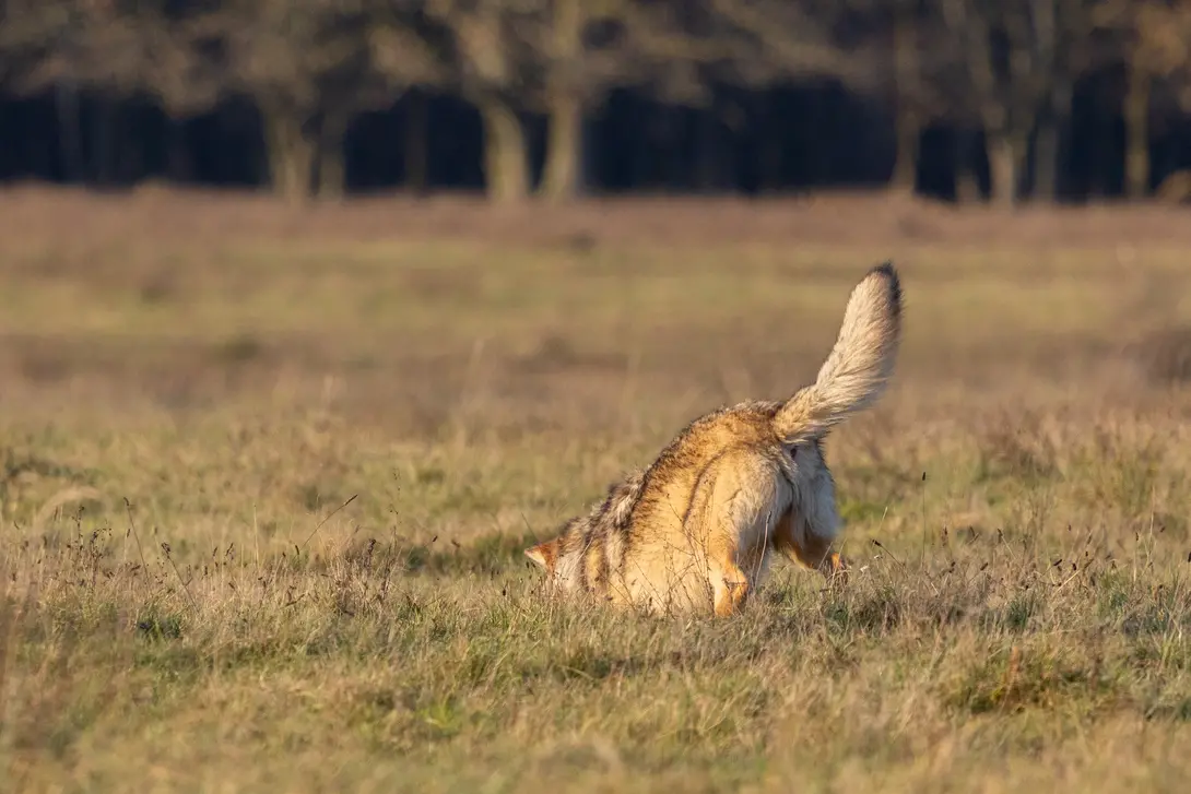 Wolf jaagt op muizen