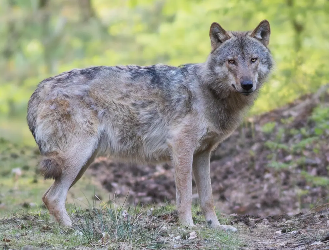 wolf ingezoomd