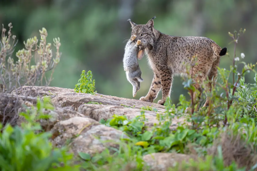 Iberische lynx met Europees konijn als prooi Foto Staffan Widstrand/livingsidebyside.com
